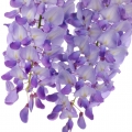 نت گل ویستریا (گلیسین)