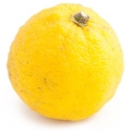 نت یوزو