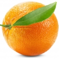 نت پرتقال
