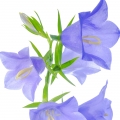 نت گل زنگوله‌ای