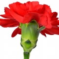 نت میخک صدپر