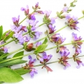 نت مریم‌گلی