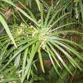 نت سیپریول (ناگارموتا)