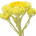 نت گل ایمورتل (گل جاودان)