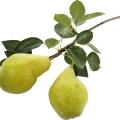 نت چوب درخت گلابی