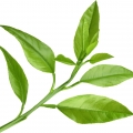 نت پتی‌گرین