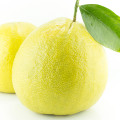 نت ترنج