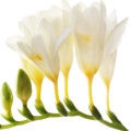 نت فریزیا