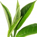 نت چای سیاه