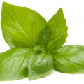 نت ریحان