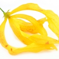 نت یلانگ یلانگ