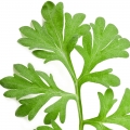 نت درمنه