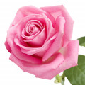 نت رز مراکشی