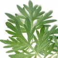 نت خاراگوش(افسنطین)