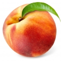 نت هلوی سفید