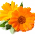 نت گل همیشه‌بهار