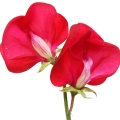 نت نخود شیرین